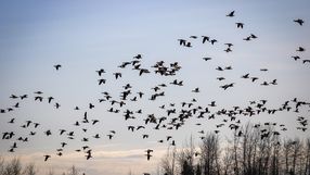 Ptaki pomagają pasożytom pokonywać tysiące kilometrów