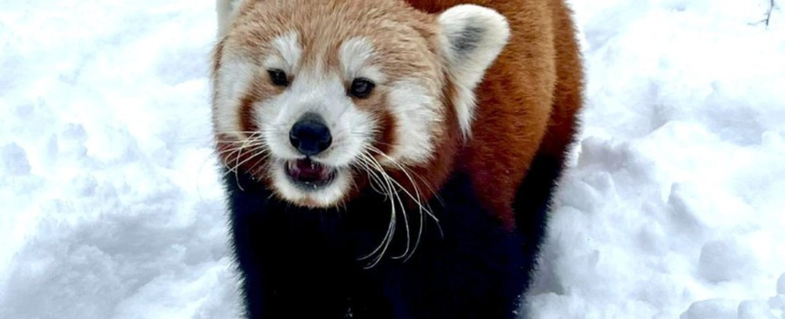 Pandka ruda