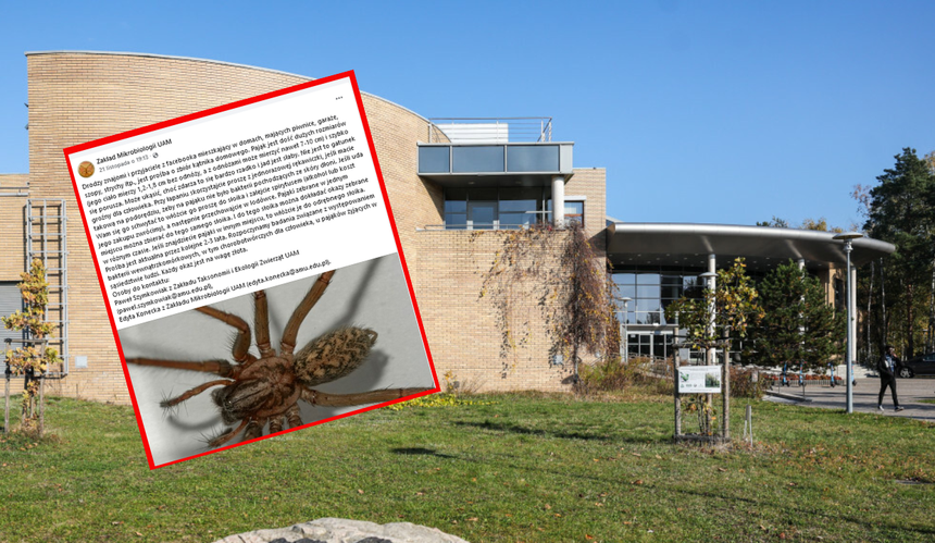 Badacze z UAM poszukują pająków