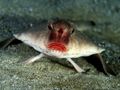 Kurek karoliński (Prionotus carolinus) to ryba z nogami