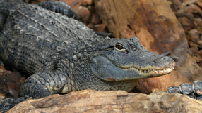 Aligator missisipski