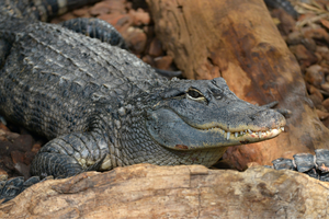 Aligator missisipski