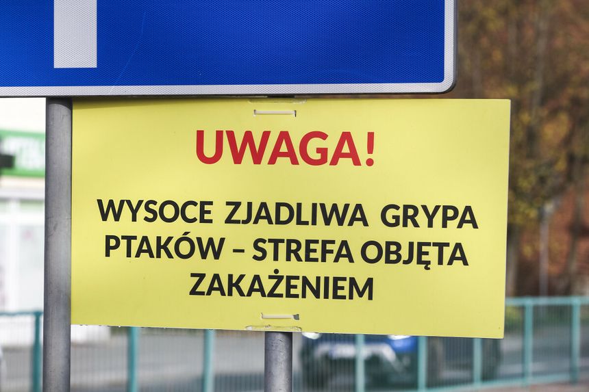 Wysoce zjadliwa grypa ptaków