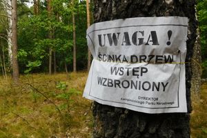 Wycinka lasów