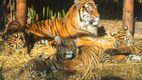 Czworaczki z Wrocławia