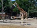 ZOO Wrocław