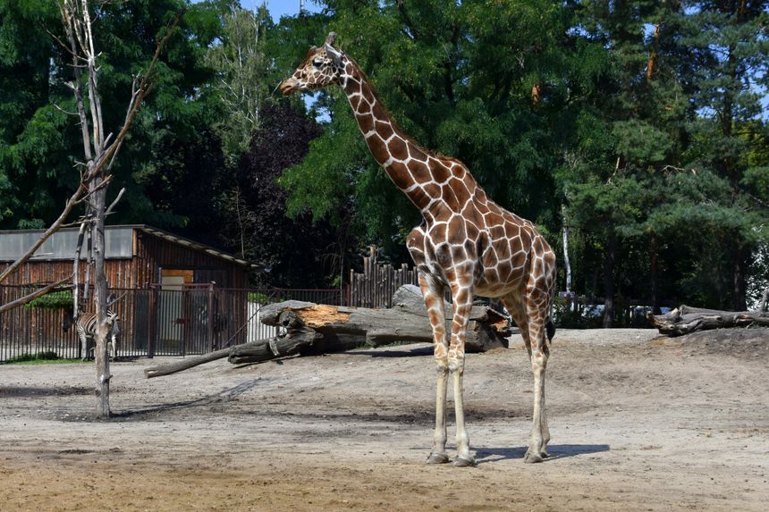 ZOO Wrocław
