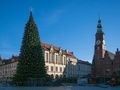 Choinka we Wrocławiu