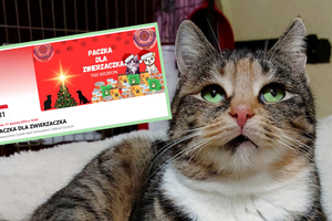 Świąteczna akcja TOZ Szczecin