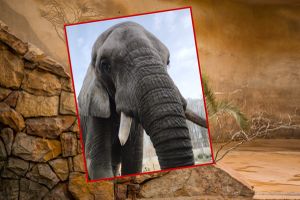 słoń Leon z warszawskiego zoo