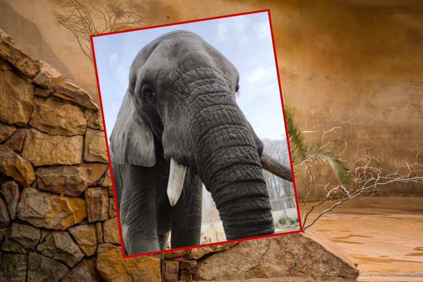 słoń Leon z warszawskiego zoo