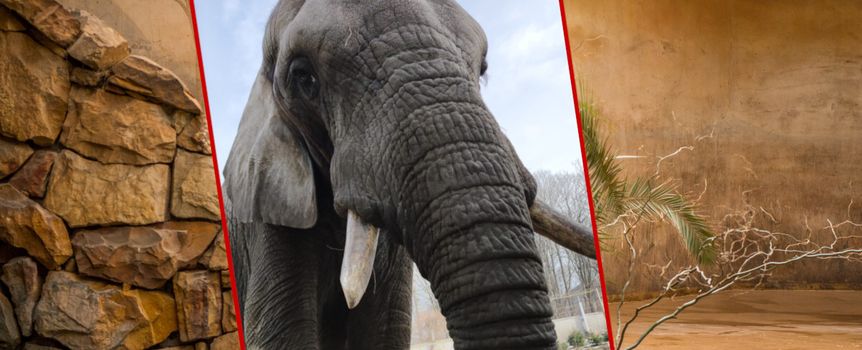 słoń Leon z warszawskiego zoo