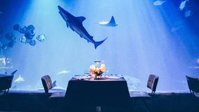 Podwodna kolacja we wrocławskim zoo