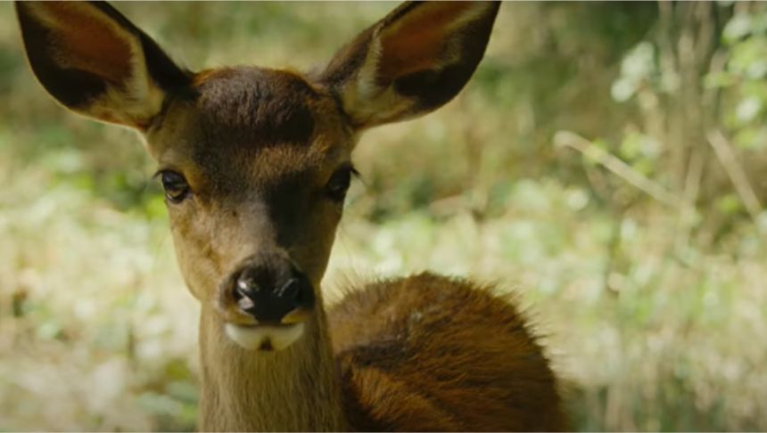 bambi
