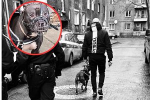 Agresywny pitbull zaatakował kobietę i dziecko