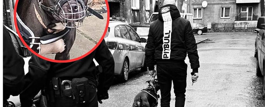 Agresywny pitbull zaatakował kobietę i dziecko