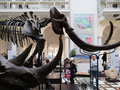 Muzeum Geologiczne w Warszawie