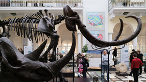 Muzeum Geologiczne w Warszawie