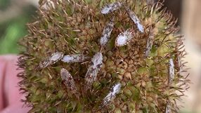 Nowy gatunek pluskwiaka