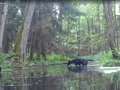 Fotopułapka uchwyciła czarne wilki 