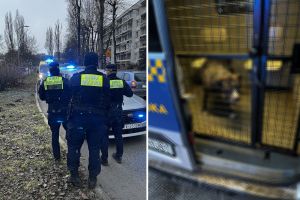 straż miejska, karetka, amstaff, który zaatakował dziecko