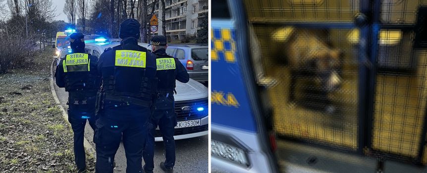 straż miejska, karetka, amstaff, który zaatakował dziecko