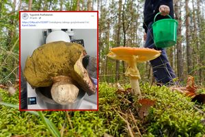 grzybobranie, borowik gigant