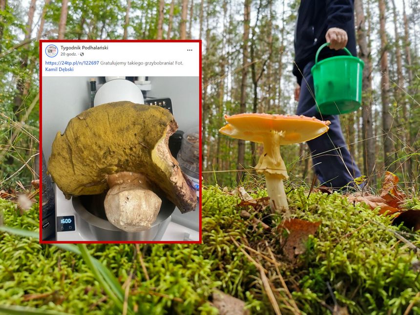 grzybobranie, borowik gigant