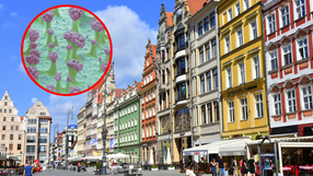 Pluskwy we Wrocławiu