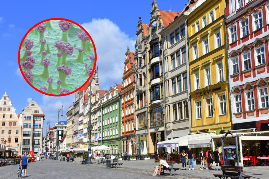 Pluskwy we Wrocławiu