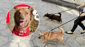 Spacer Adopciaków 2024