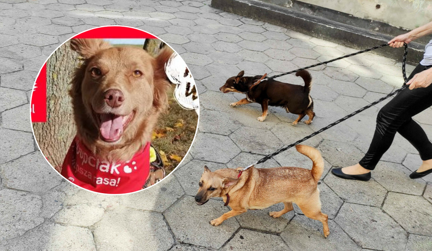 Spacer Adopciaków 2024