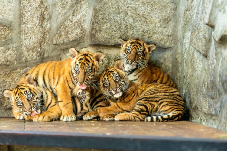 ZOO Wrocław