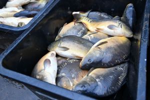 Żywy karp wigilijny 