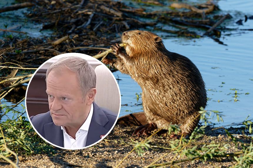 tusk bóbr