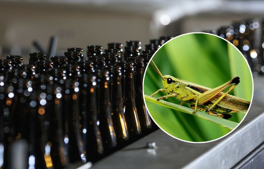 Produkcja piwa ze świerszczy 