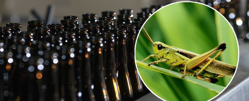 Produkcja piwa ze świerszczy 
