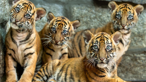 Tygrysy z Wrocławia