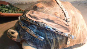 Żółw Robocop