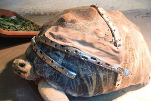 Żółw Robocop
