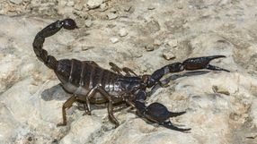 skorpion, zdj. ilustracyjne