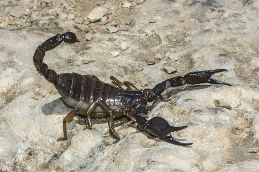 skorpion, zdj. ilustracyjne
