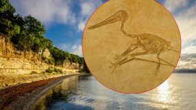 pterodaktyl