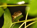 Anolis