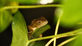 Anolis