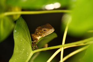 Anolis