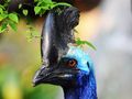 W warszawskim zoo urodził się kazuar