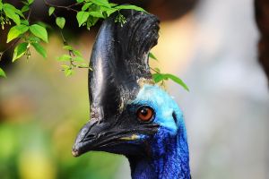 W warszawskim zoo urodził się kazuar