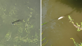 Śnięte ryby w Ślęzie