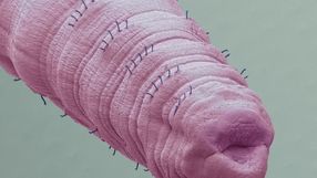 Tubifex tubifex